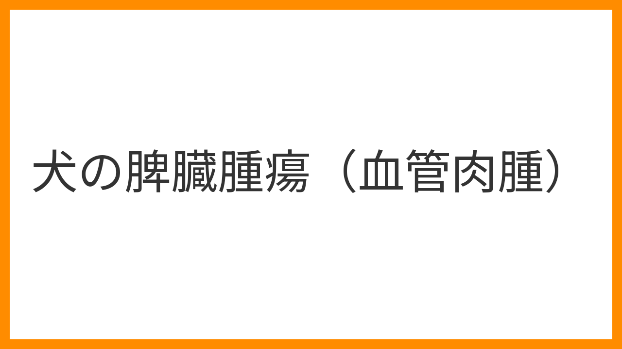 【犬の脾臓腫瘍（血管肉腫）】突然の虚脱・腹腔内出血を引き起こす沈黙の悪性腫瘍