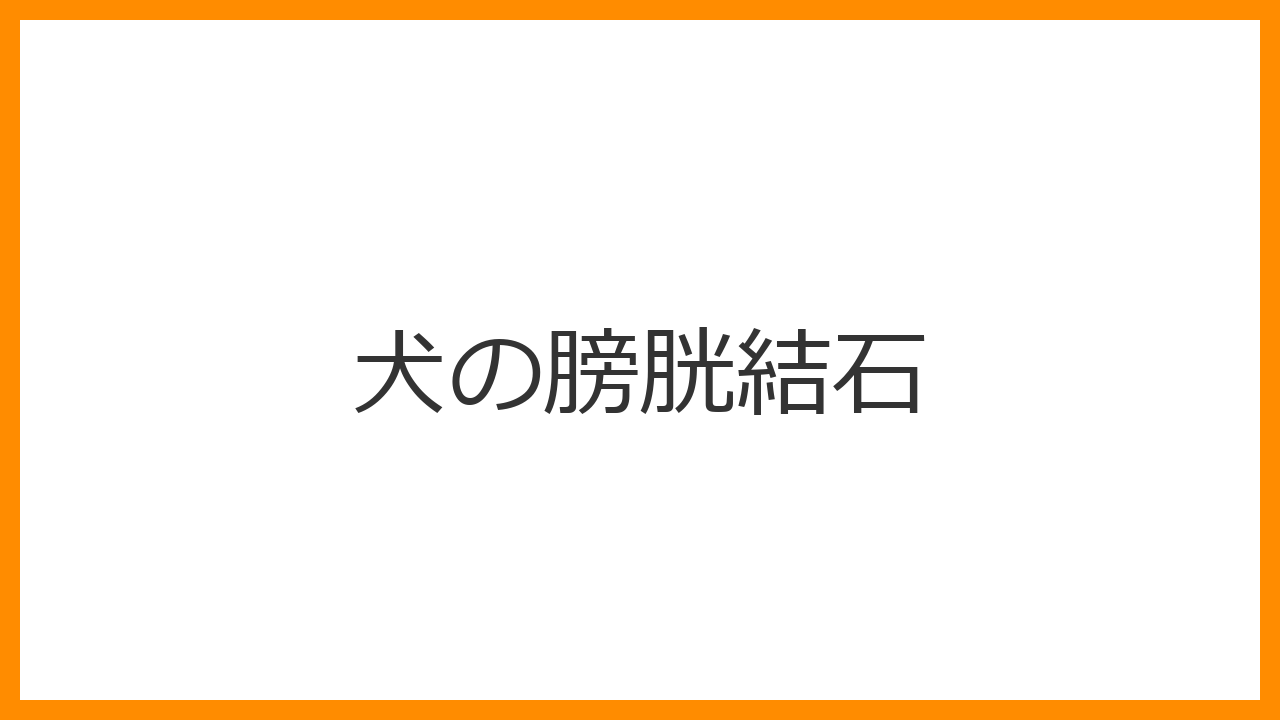【犬の膀胱結石】血尿・何度もトイレに行くのは石のサイン？種類別の最新療法食と手術の決断基準