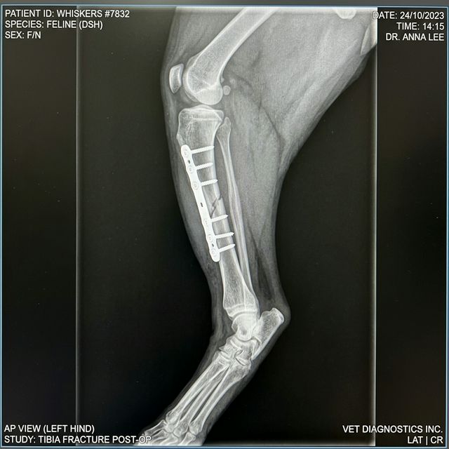 動物病院の手術室にて。麻酔下で、猫の細い骨に対して「チタン製のボーンプレート」とスクリューが精密に固定されている様子。レントゲンモニターには、粉砕していた骨が再び一直線に繋がれた「アフター」の画像が映し出されている。周囲では。術後の静養のためのケージ内に、ふかふかのタオルが敷き詰められ。猫が再び歩けるようになるためのステップが示されている場面（整復手術・内部固定・レントゲン診断・実写風イラスト）