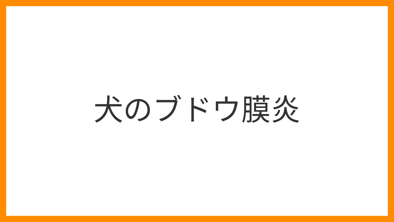 【犬のブドウ膜炎】目が赤い・濁る・光を嫌がるのは眼内炎症の緊急サイン！原因・診断・治療と失明リスクを詳しく解説